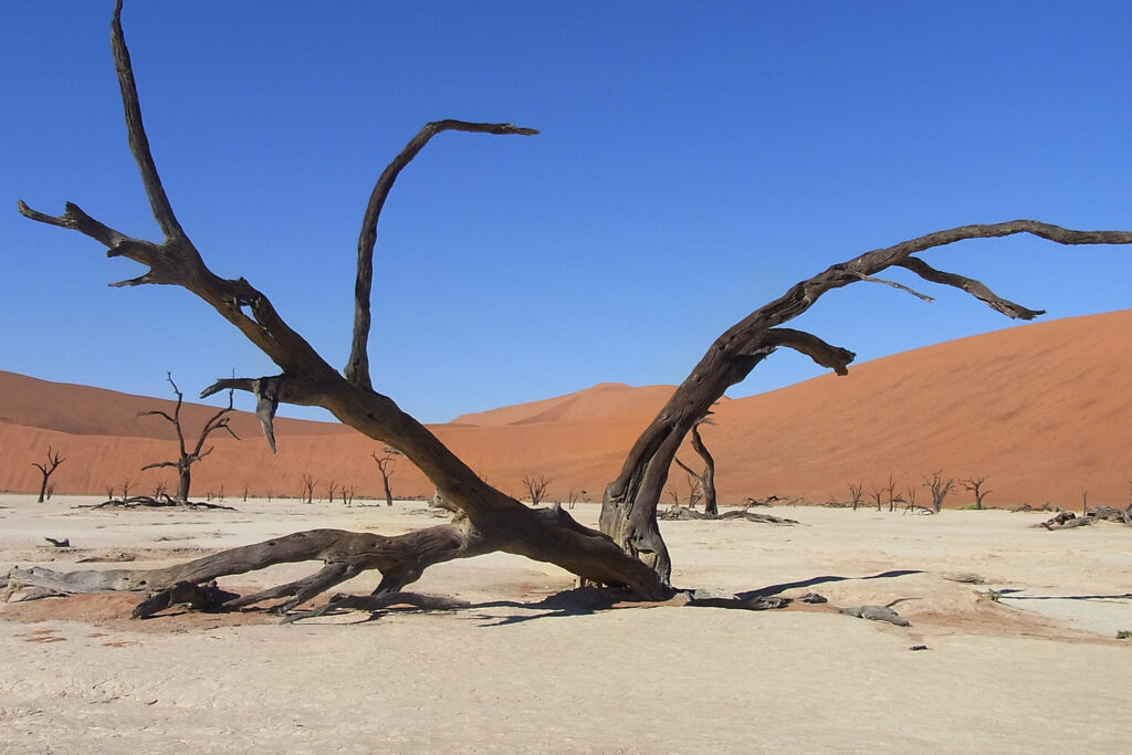 Abgestorbene Bäume im Dead Vlei Namibia