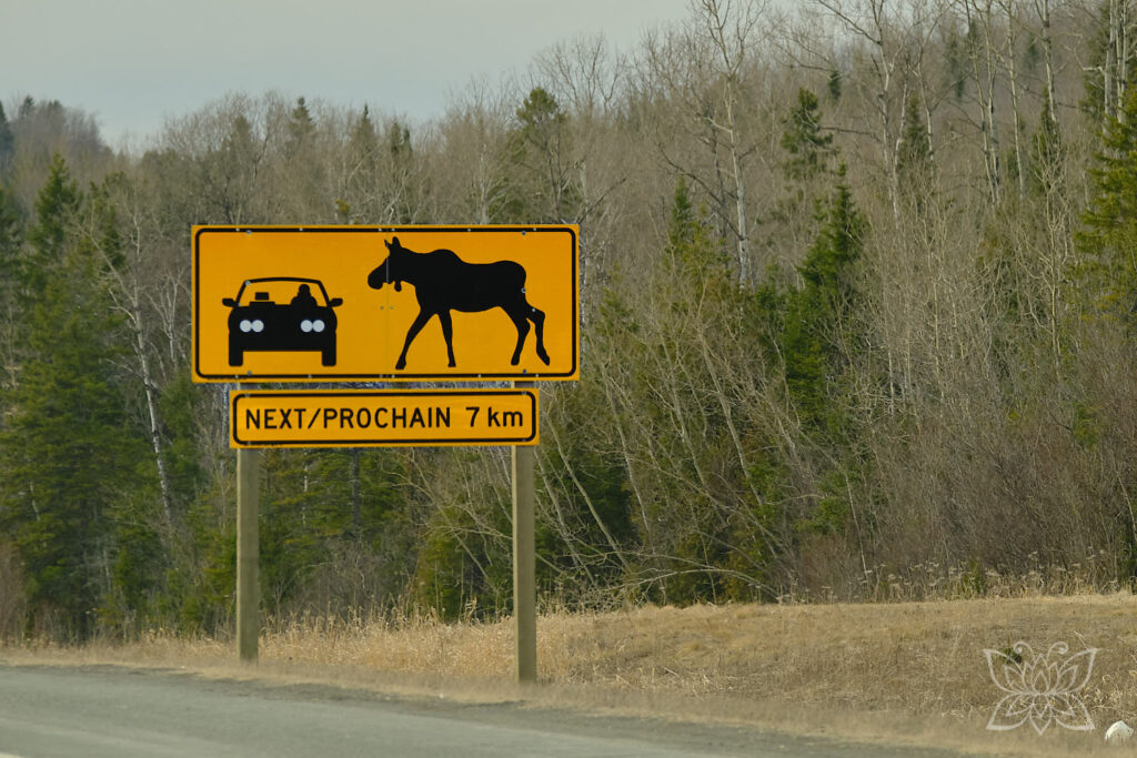 Achtung Elch! Schild am Trans Canada Highway