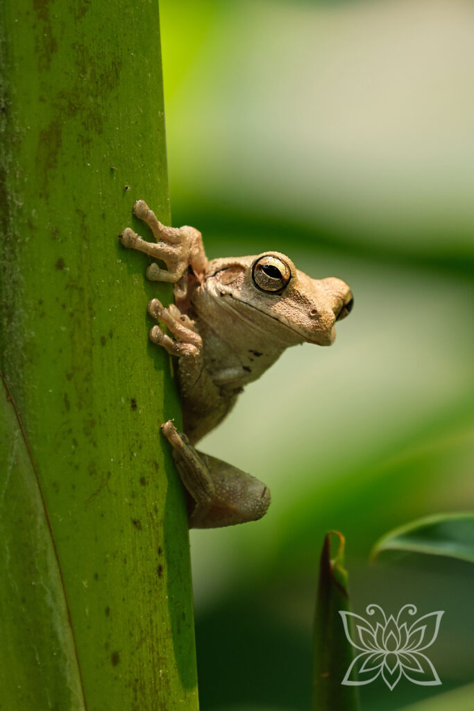 Frosch im Dschungel an einem Pflanzenstengel sitzend