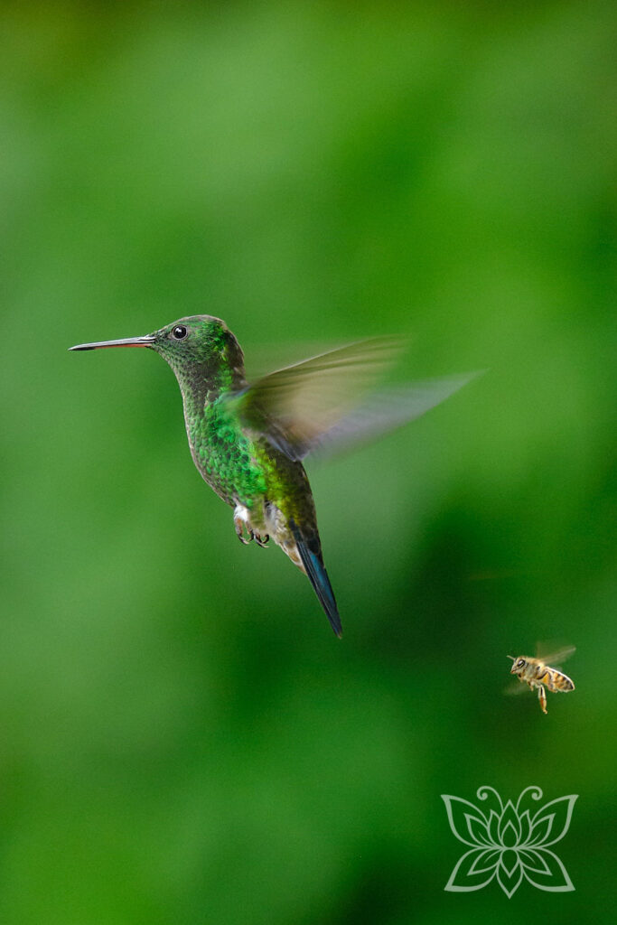 Grüner Kolibri im Flug Mit Wespe