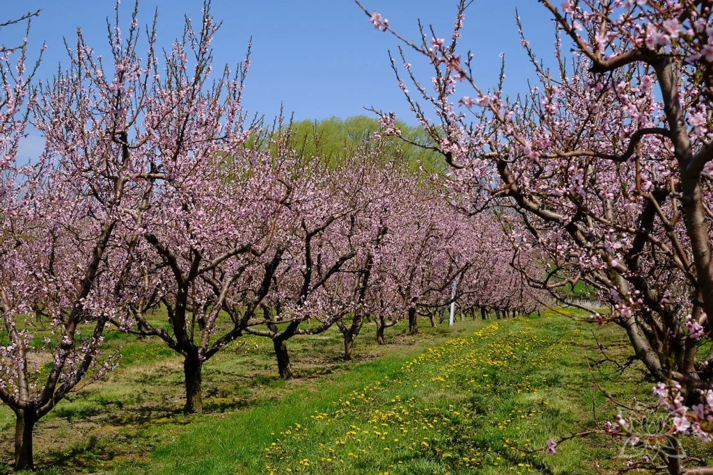Kirschblüte in Kanada