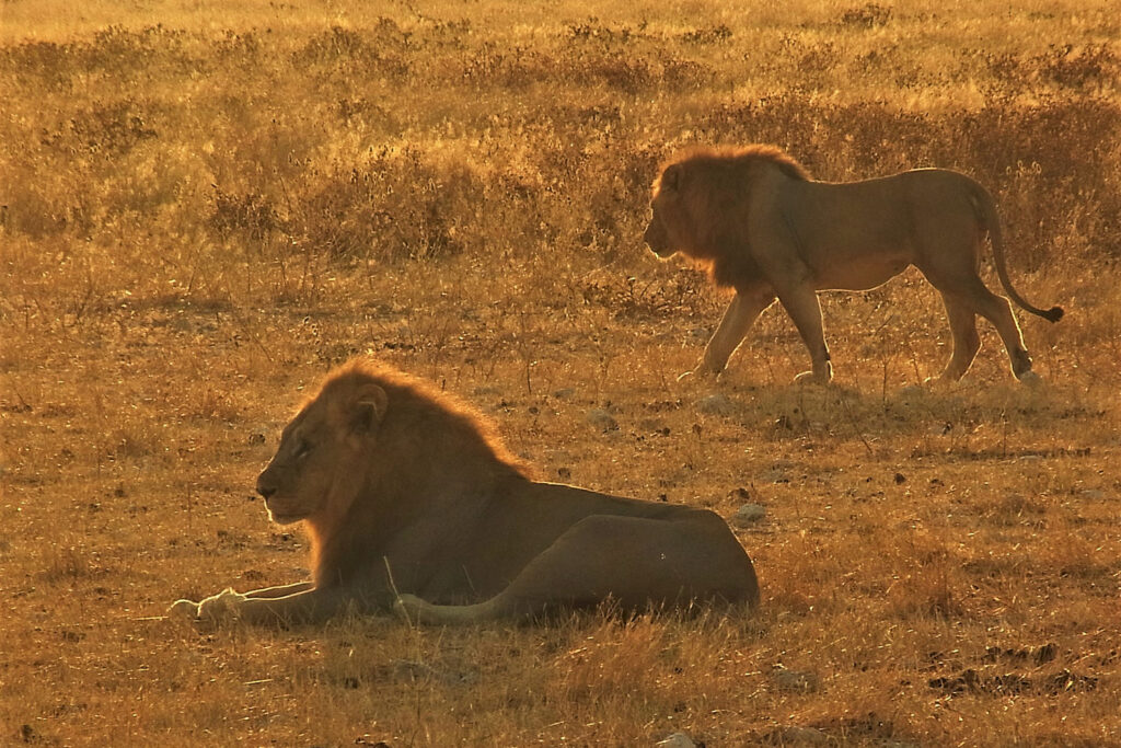 Löwen im morgendlichen Etosha Nationalpark Namibia