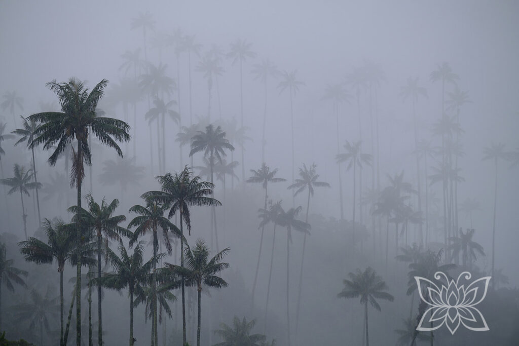 Nebel im Cocora-Valley Kolumbien