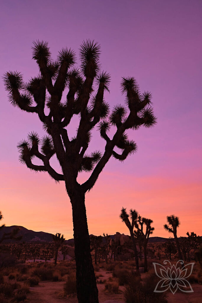 Yoshua Tree und Wüstenlandschaft bei Sonnenaufgang mit kraftvollen Farben