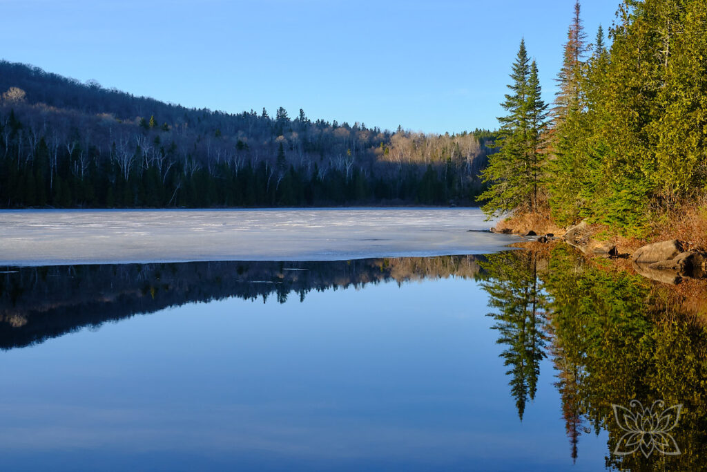 Reflektionen von einzelnen Tannen und Wald im See, der teils noch vereist ist