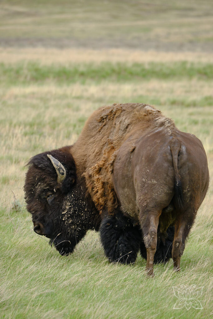 Bison von hinten im Grasslands Nationalpark Kanada