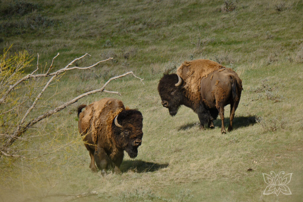 Bisons im Grasslands National Park