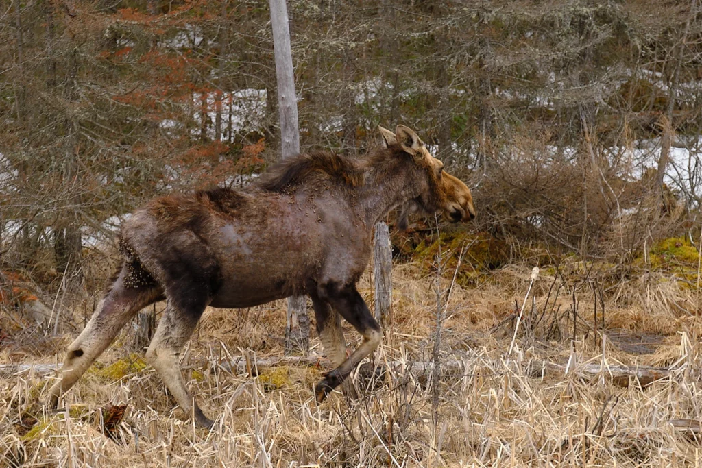 Elch läuft durch den Wald