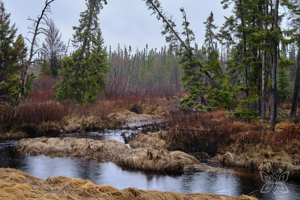 Moorlandschaft in Kanada