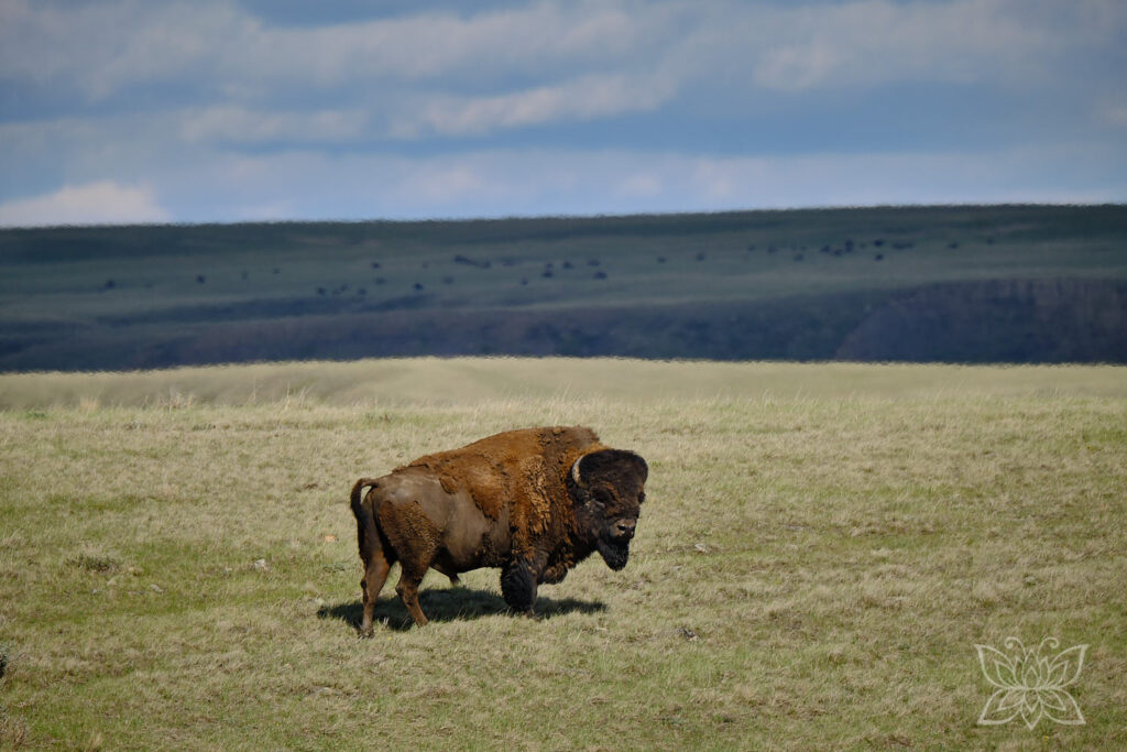 Bison im Grasslands National Park