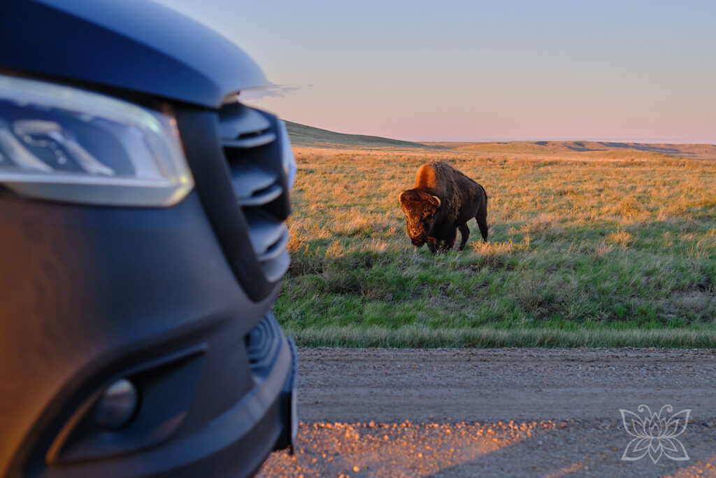 Bison nahe unseres Bimobils