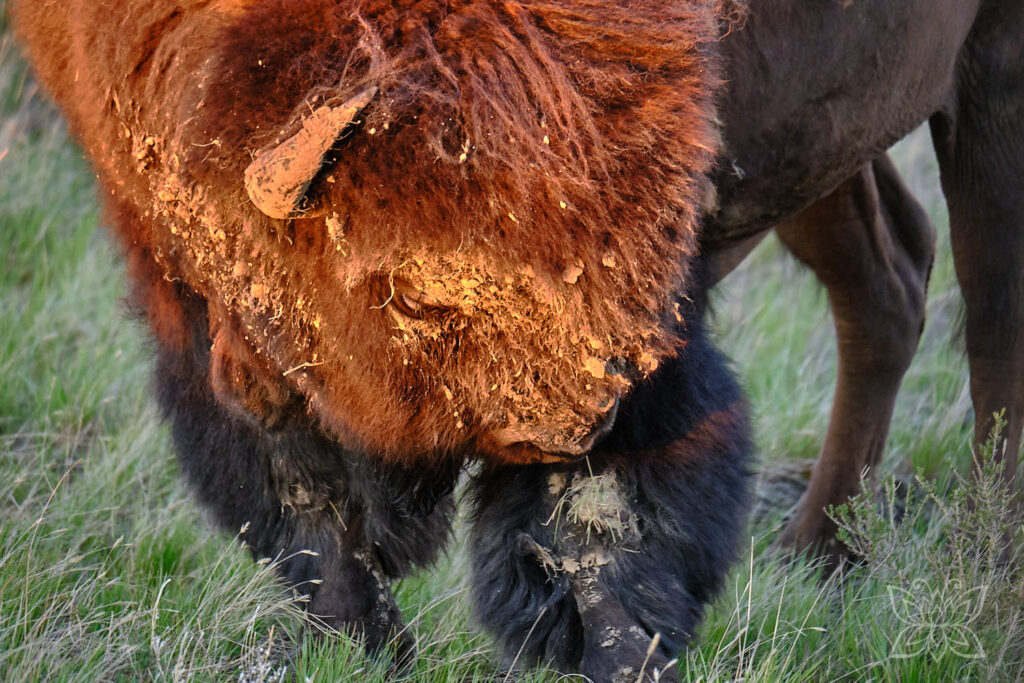 Bison im Grasslands Nationalpark