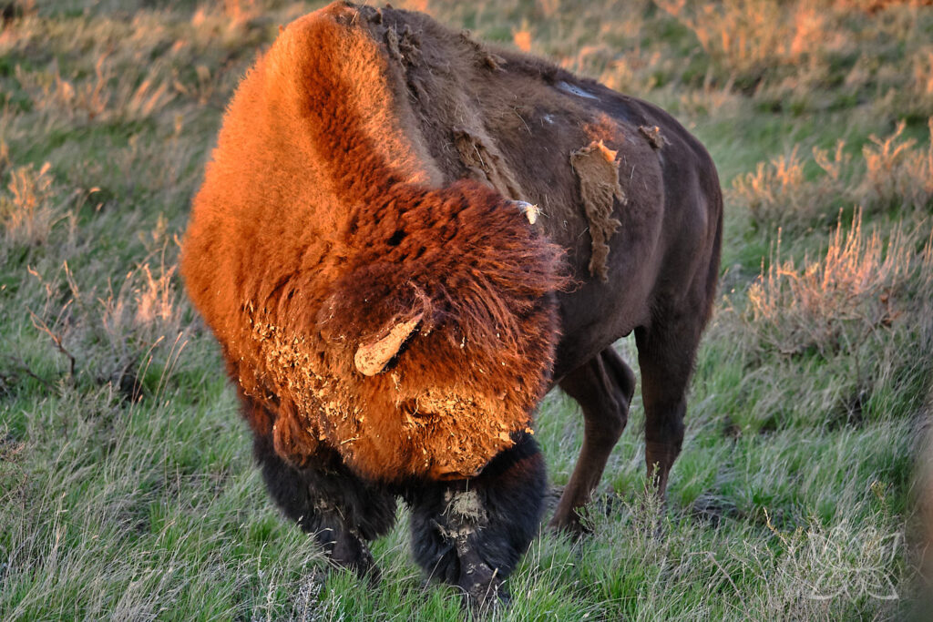 Bison im Grasslands Nationalpark