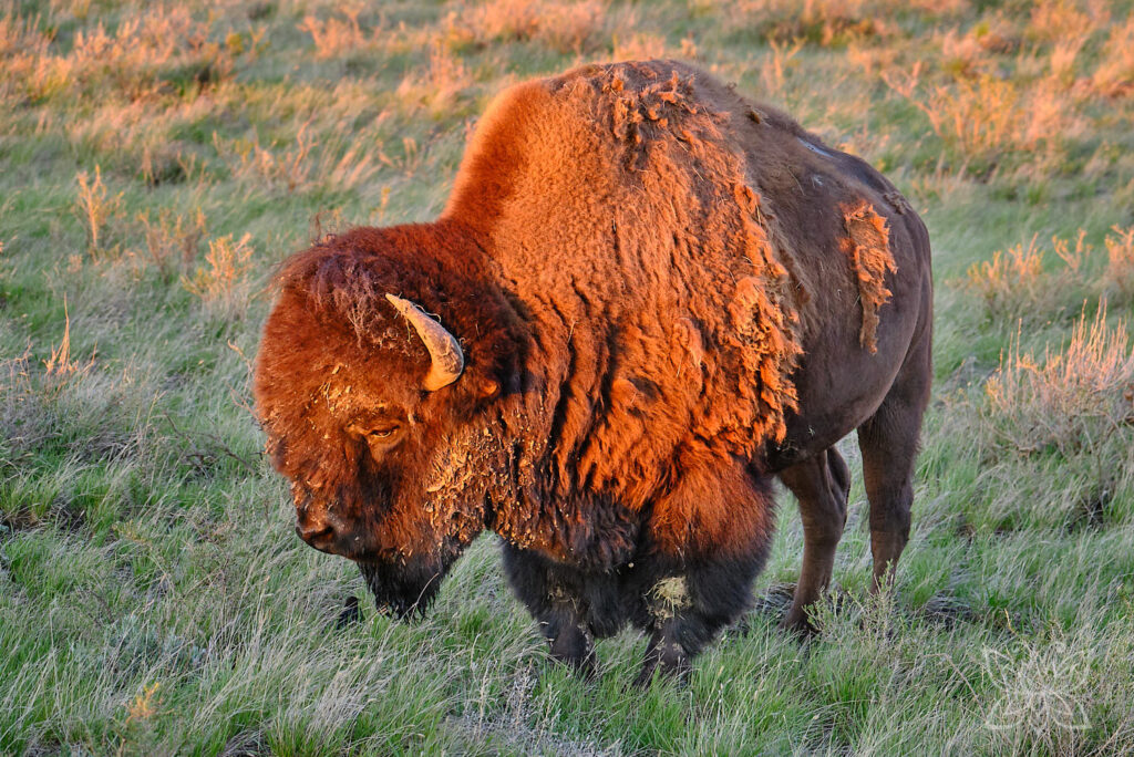 Bison im Abendlicht