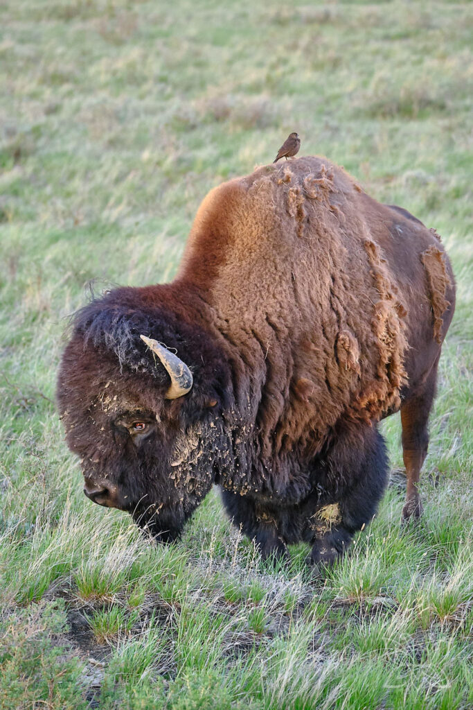 Bison mit Vogel auf dem Rücken