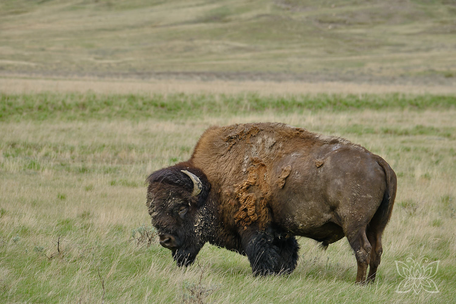 Bison im Grasslands Nationalpark Kanada