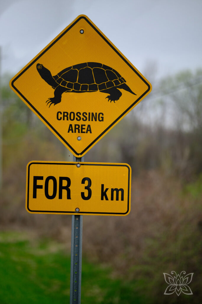 Ein Gelbes Schild warnt vor Schildkröten, die die Straße überqueren könnten