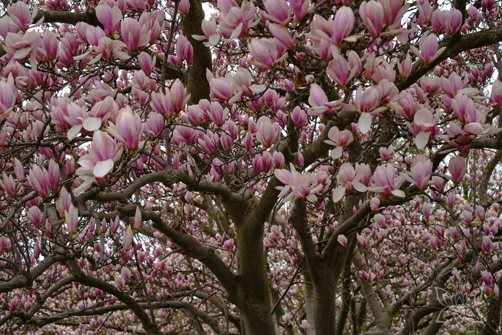 Magnolien