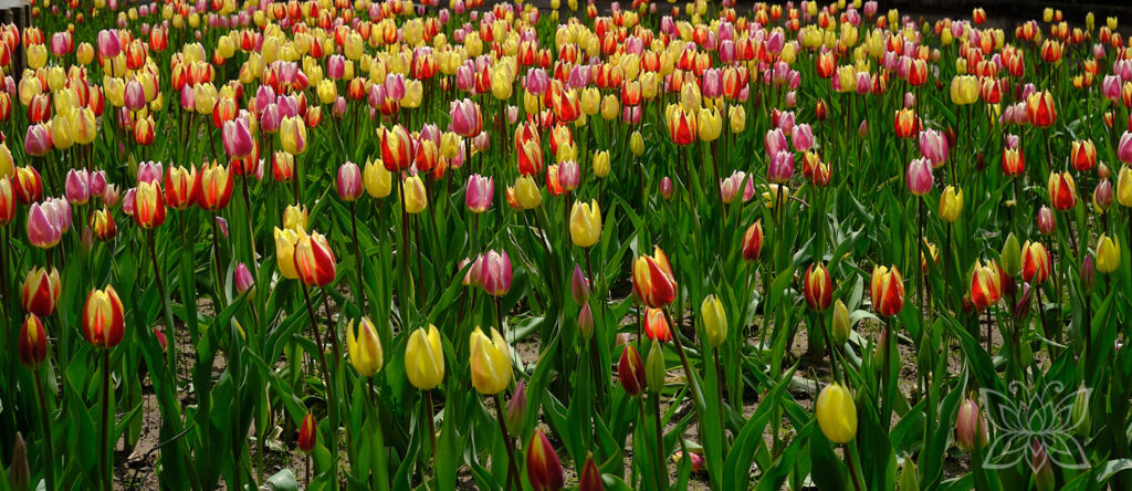 Tulpenbeet