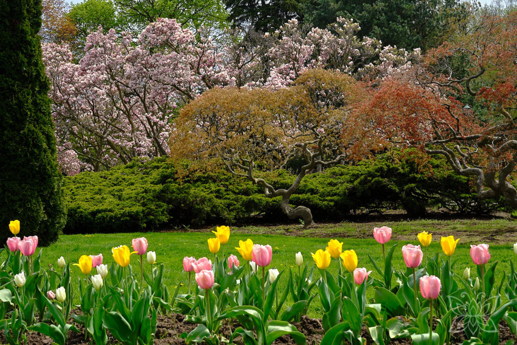 Park mit Tulpen und blühenden Magnolien