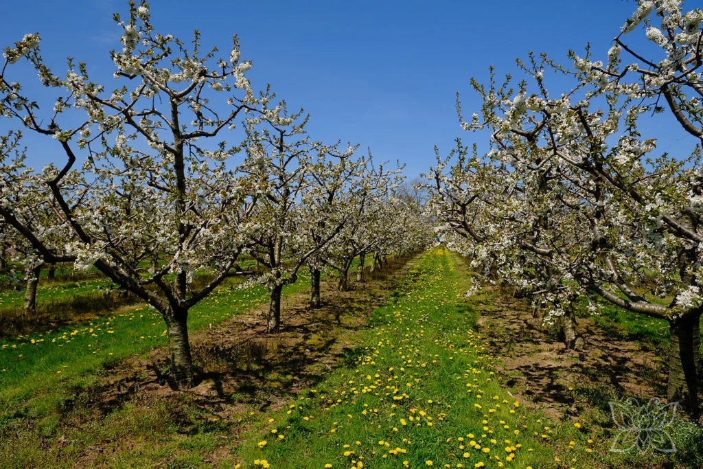 Apfelblüte in Kanada