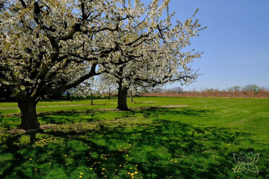 Bäume in Frühlingsblüte