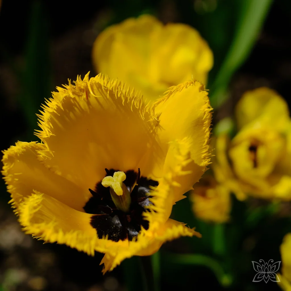 Gelbe Tulpenblüte im Detail