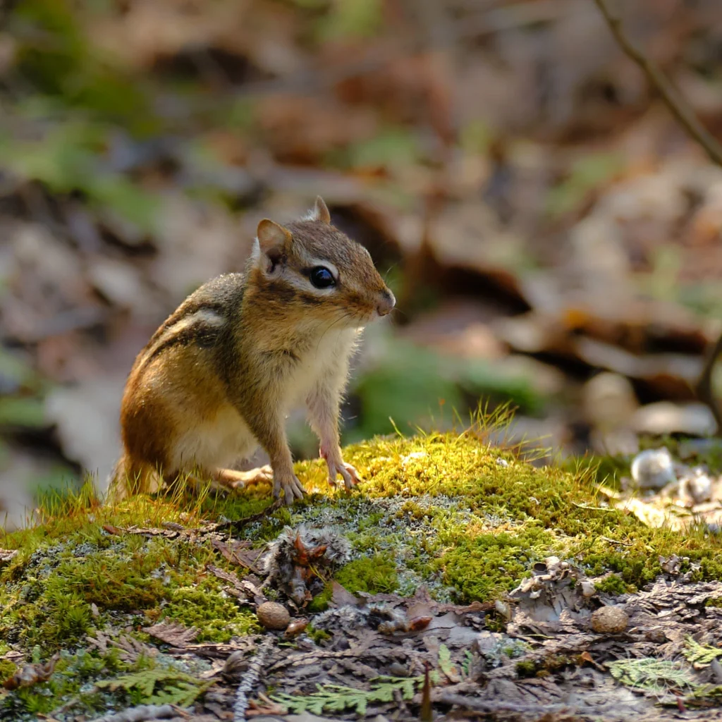 Streifenhörnchen im Wald