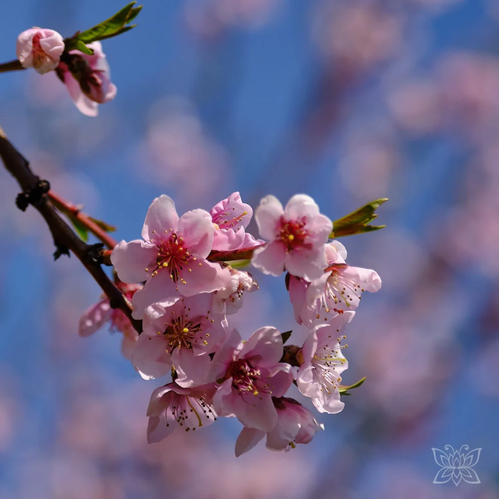 Kirschlüten vor blauem Himmel