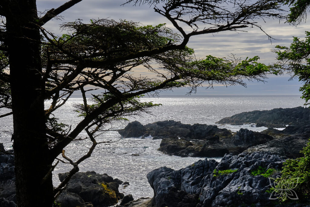 Küste vor Ucluelet mit Zedern im Gegenlicht davor.