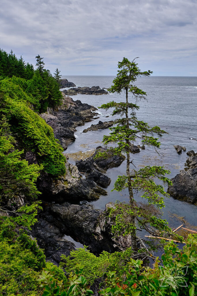 Bewaldete Küste vor Ucluelet an der rauen, felsigen Küste am Pazifik