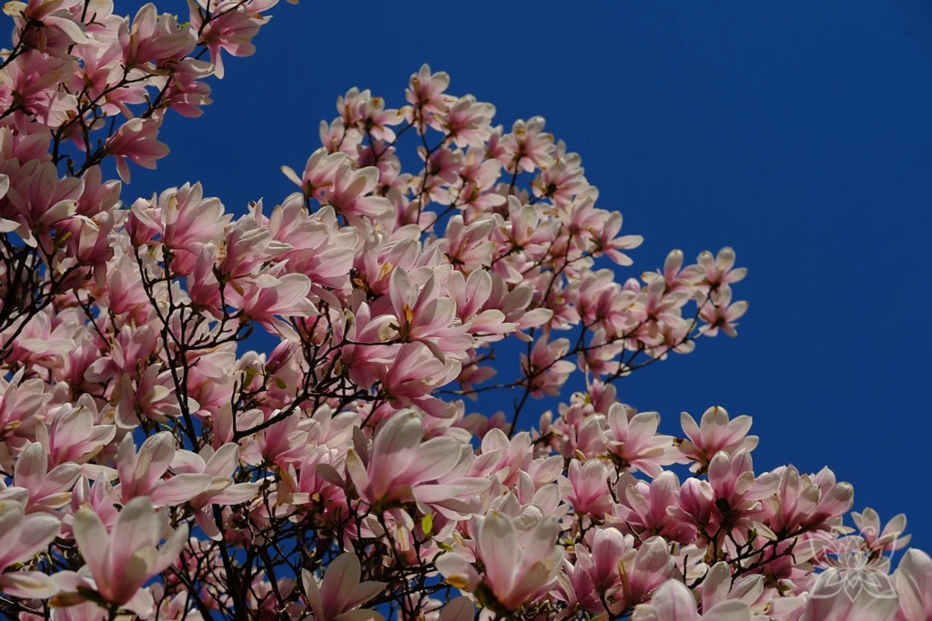 Baum in voller Magnolienblüte