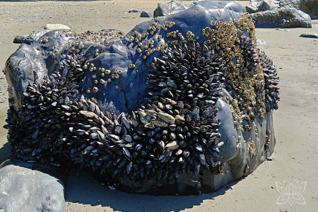 Muscheln am Fels
