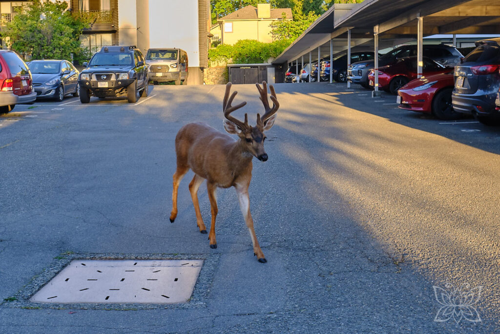 Reh auf dem Parkplatz