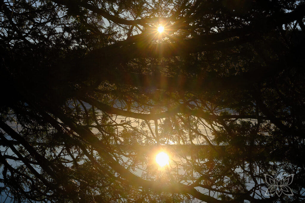Reflektionen der Sonne im See mit dichten Geäst im Vordergrund