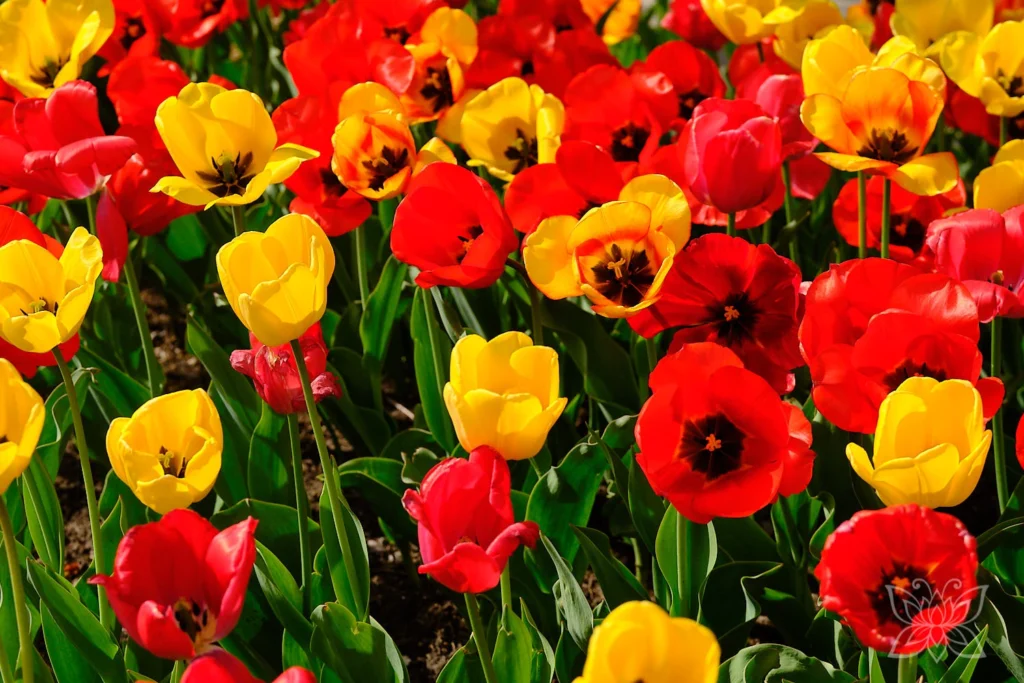 Beet mit gelben und roten Tulpen