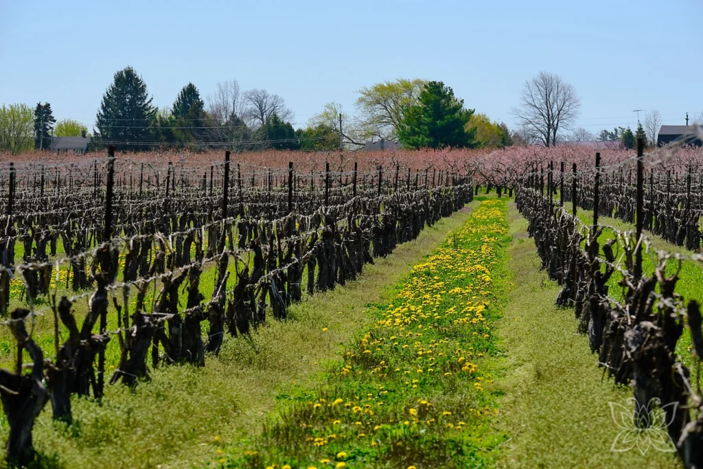 Reihe von Weinreben in Kanada im Frühling