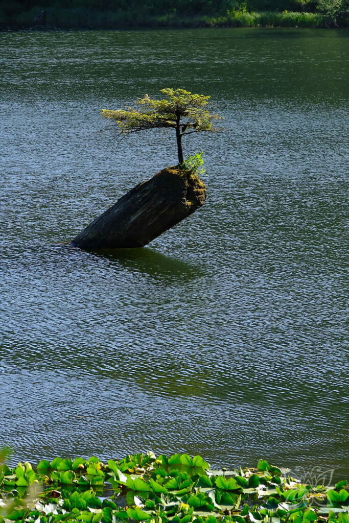 Ein kleiner Baum wächst auf einem aus dem See ragenden Baumstumpf