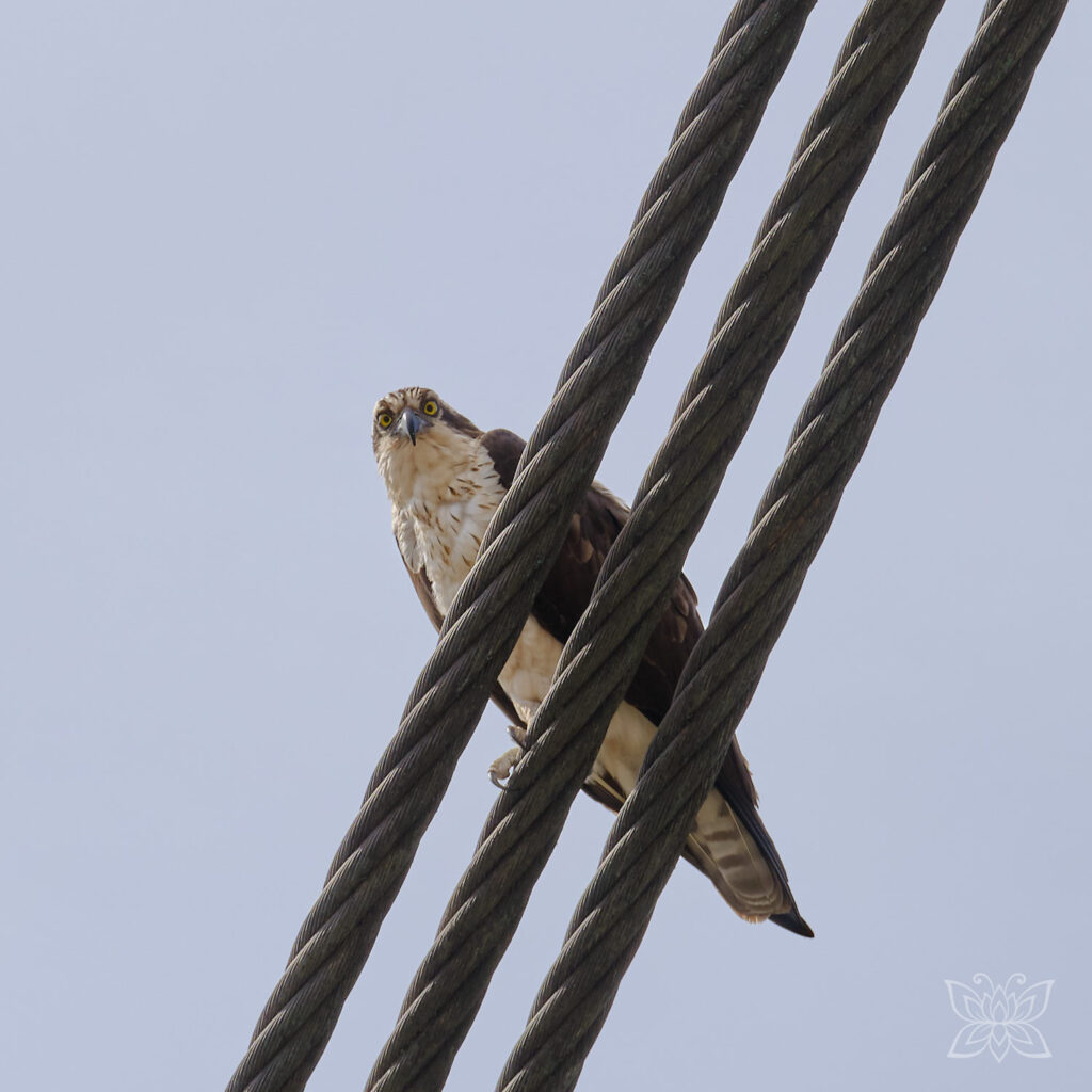 Ein Adler sitzt auf Drahtseilen und schaut direkt in die Kamera