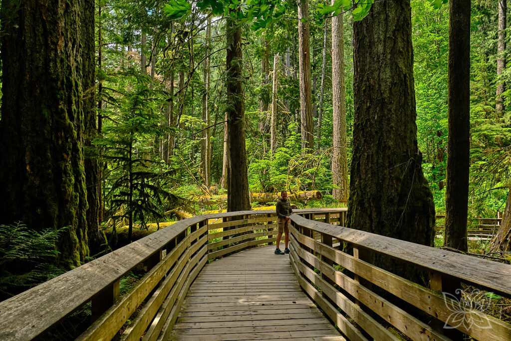 Jörg auf einem Holzpfad im Cedar Grove, Vancouver Island