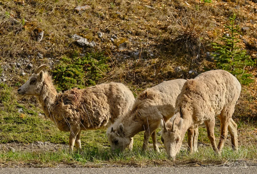 Bergziegen am Straßenrand