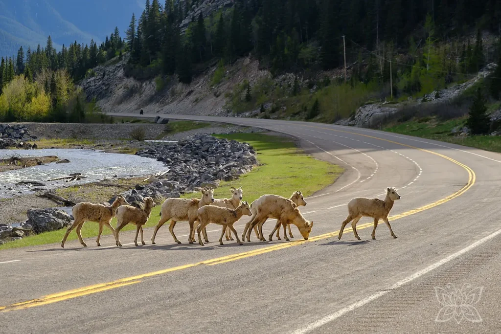 Bergziegen überqueren eine Straße in den Rocky Mountains