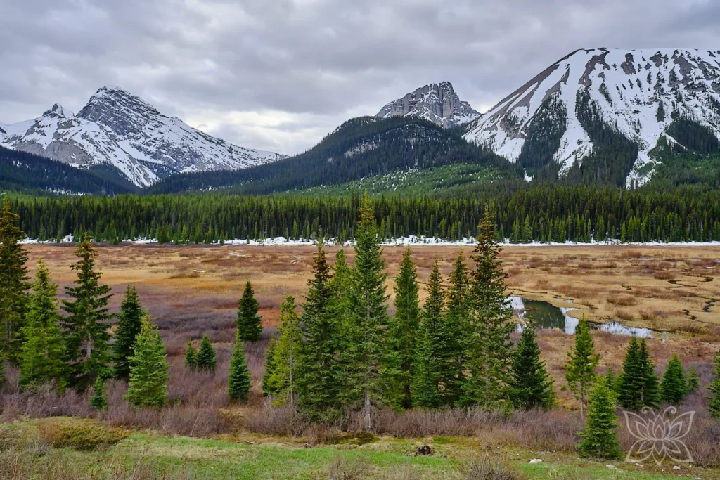 Rötlich-gelbe Landschaft mit Tannen und den Rockies im Hintergrund