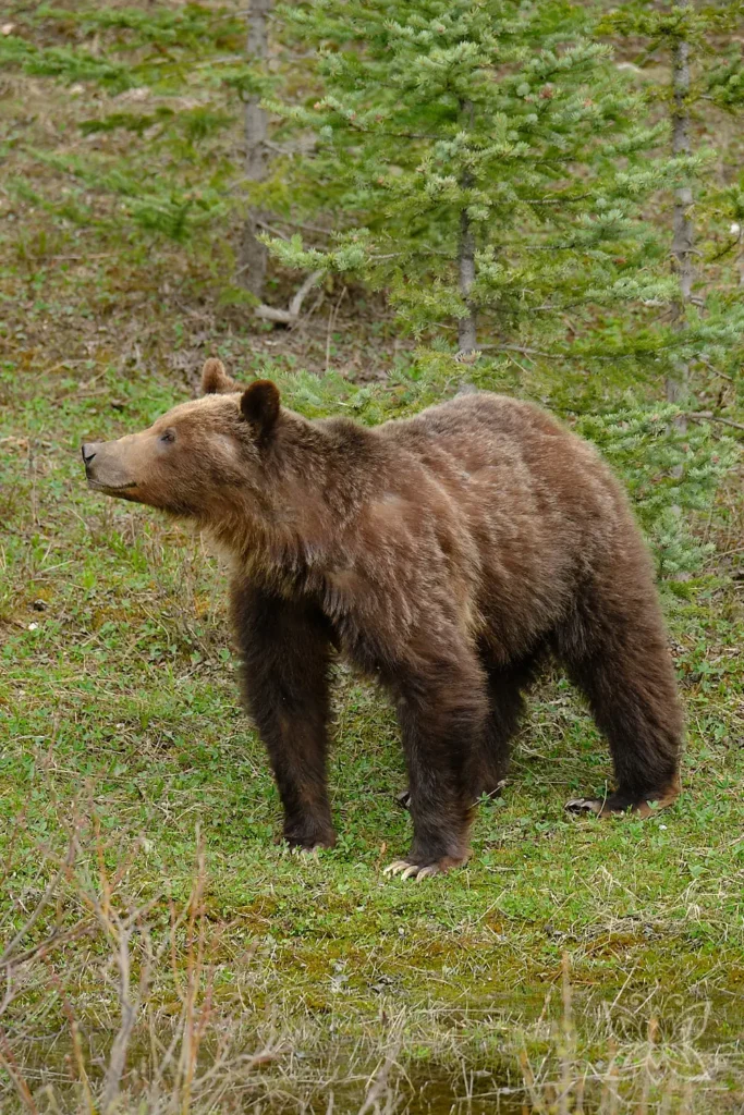 Grizzly Mutter im Kananaskis Provincial Park im Westen Kanadas