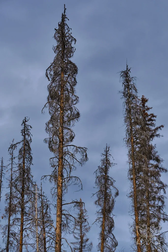 Verbrannte Bäume vor dunklen Wolken