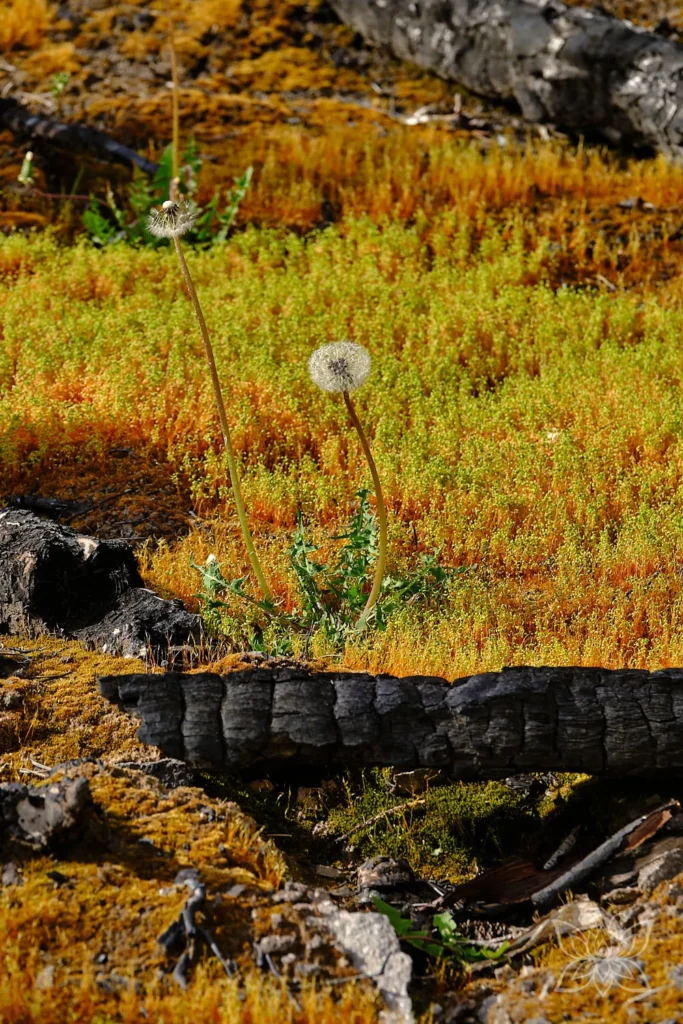 Pusteblumen im Fokus mit verbranntem schwarz glänzender Stamm zwischen orangenem Moos