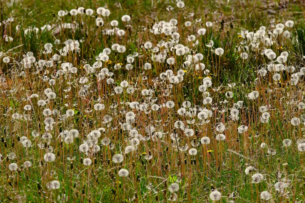 Pusteblumenwiese