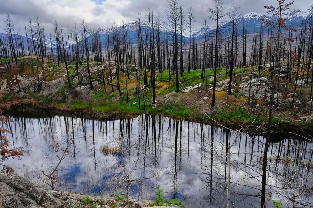 Verbrannter Wald mit Bergkulisse, der sich in einem See spiegelt