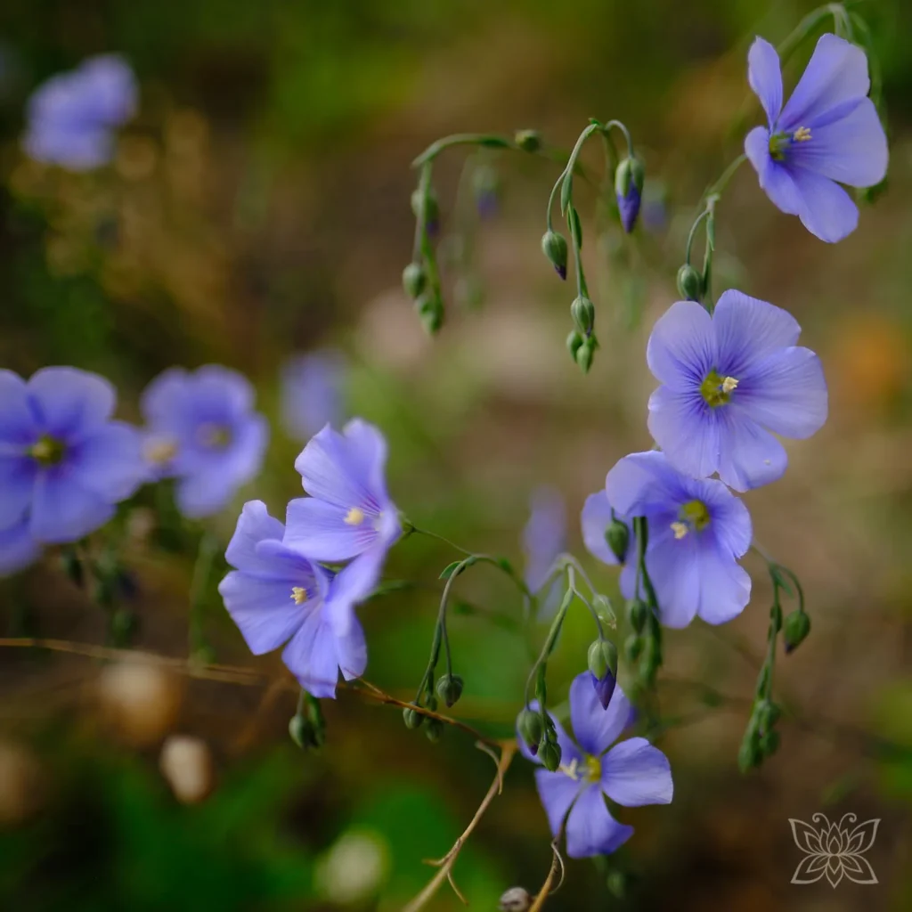Violette Blüten im Detail