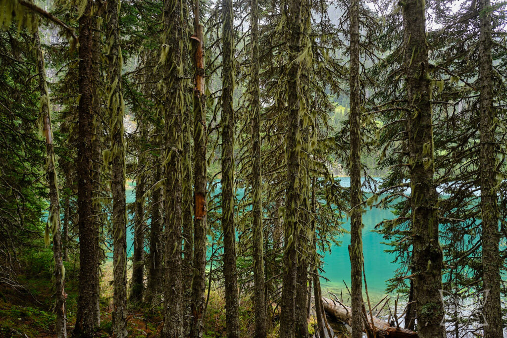 Moosbewachsene Bäume vor grünem See im Hintergrund